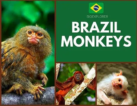  The Howling Monkey: A Brazilian Legend That Echoes Through Time!